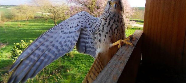 Een torenvalk gespot door de wildcamera