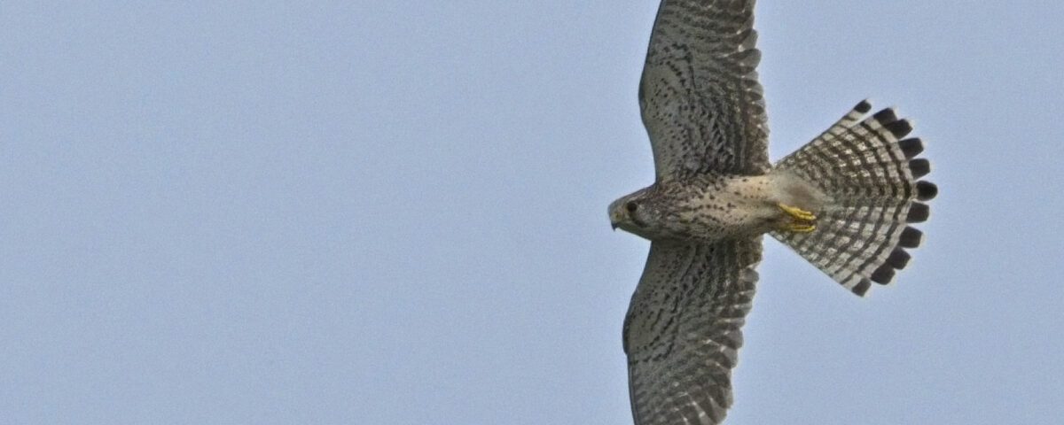 Torenvalk. Foto: Stichting De Rode Wiekel